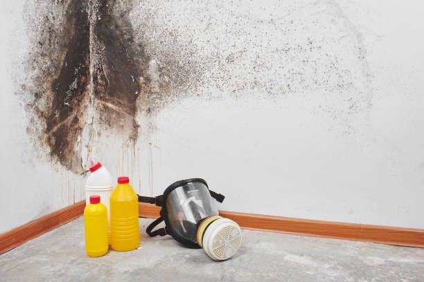 Professional Mold Remediation in New Castle Northwest, PA