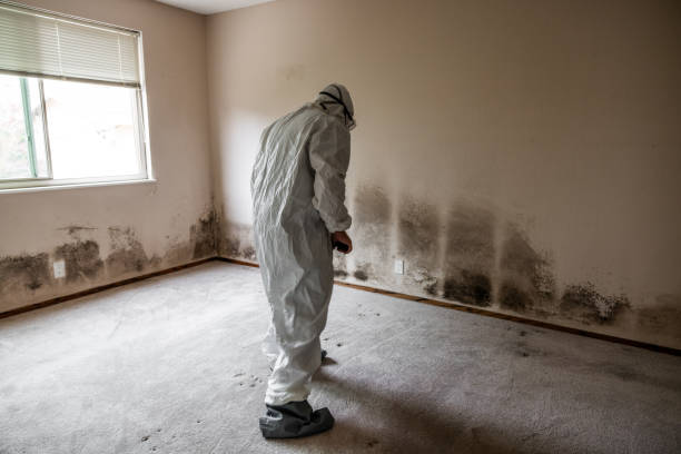 Best Industrial Mold Remediation in New Castle Northwest, PA