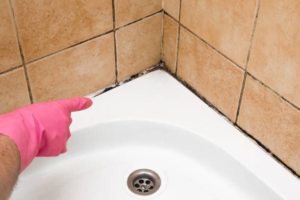 Trusted New Castle Northwest, PA Mold Remediation Experts