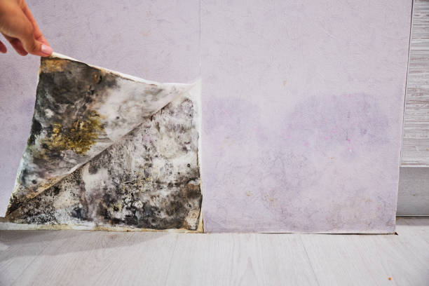 Best Basement Mold Remediation in New Castle Northwest, PA